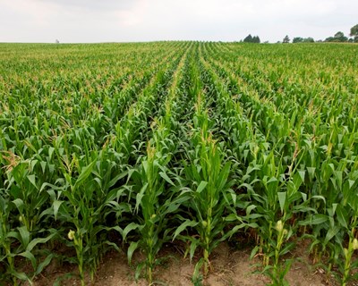 Agricultura biodinâmica: uma perspetiva diferente de encarar o futuro?