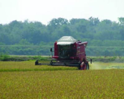 Agricultura e indústria: a fileira do arroz