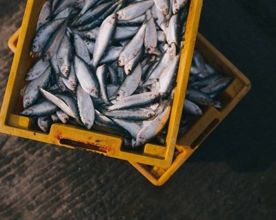 “Agricultura e Pescas” é o mais recente tema na Pordata Portugal
