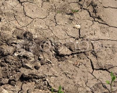 Agricultura: FAO lança sistema espacial que deteta zonas de seca