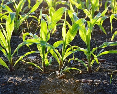 Agricultura, Florestas e Desenvolvimento Rural: o OE/2019