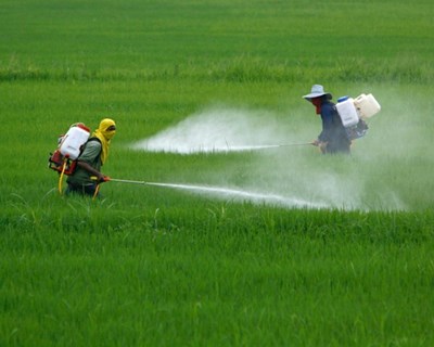 Agricultura: «Os Verdes» querem interdição do uso de pesticida glifosato