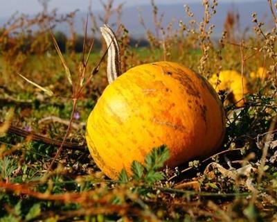 Agrogarante promove "Conversas de Agricultura" em Santarém