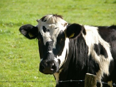 Agropecuária cada vez mais competitiva