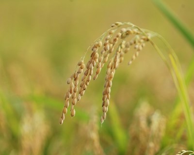 Alcácer do Sal: autarca procura soluções para valorizar produção de arroz