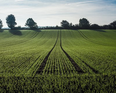 Alemanha ignora pousio de terrenos para aumentar produção de cereais