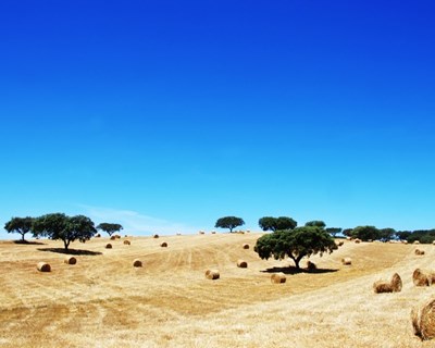 Alentejo: algumas explorações sem água suficiente para vinha e olival