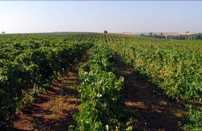 Alentejo foi a região mais disputada pelos candidatos a viticultores em 2016