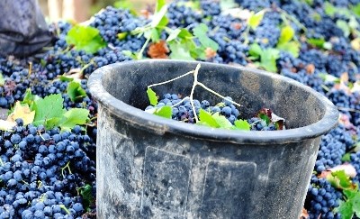 Alentejo prevê subida na produção de vinho