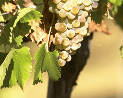 Alentejo: vinhos da Vidigueira premiados em concursos internacionais