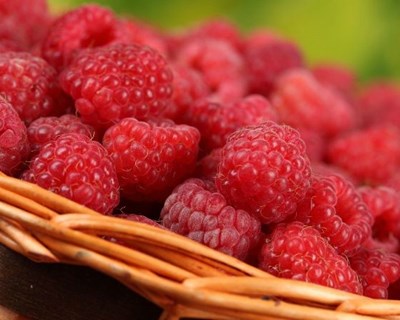 Algarve aposta em culturas de frutos vermelhos