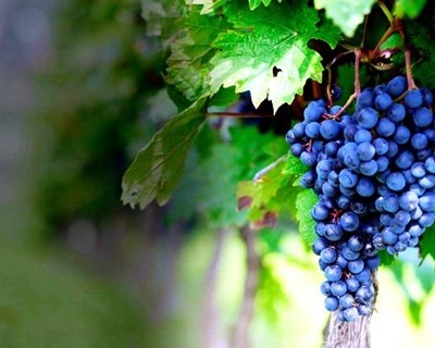 Algarve: concurso de vinhos escolhe os melhores néctares da região