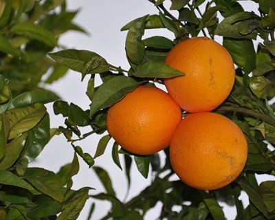 Algarve debate citrinos