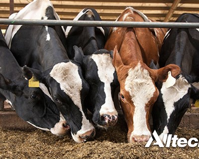 Alltech cria laboratório que analisa digestibilidade das rações dos bovinos