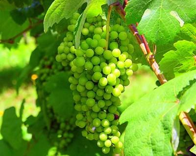 Amarante celebra o vinho verde em setembro