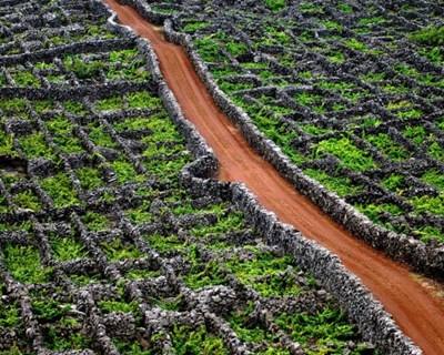 AMPV quer criar rota do vinhos nos Açores