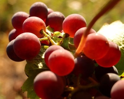 AMPV quer criar Rota dos Vinhos da Madeira