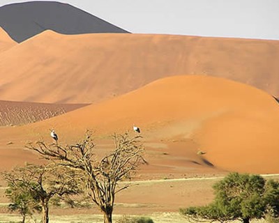 Angola e Israel partilham experiências na aplicação de técnicas agrícolas no deserto