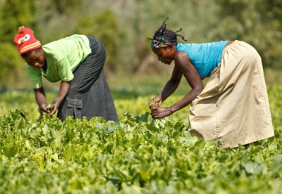 Angola: empresário defende fundo para relançar Agricultura no Huambo