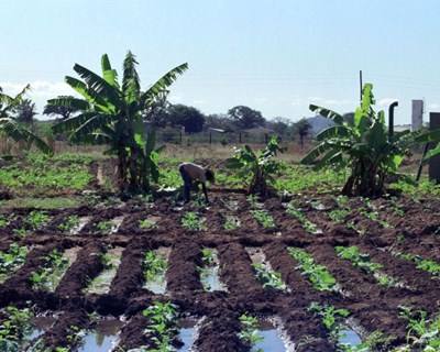 Angola vai ter ‘banco’ do Estado para fomentar agricultura