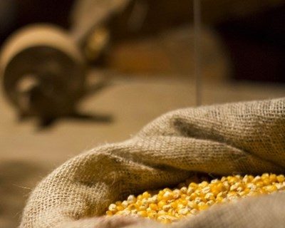 Anipla desafia setor do milho: produzir mais com a mesma terra