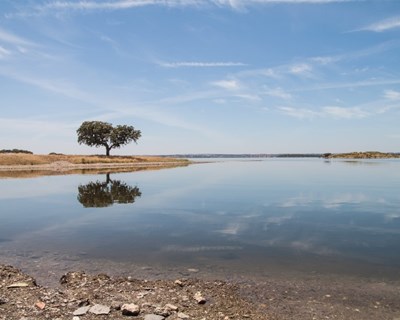 Anuário agrícola de Alqueva 2017 já está disponível