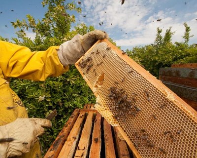 Apicultores devem proceder a declaração anual de existências de apiários até ao final de setembro