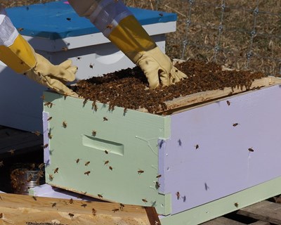 Apicultores devem proceder à declaração anual de existências de apiários