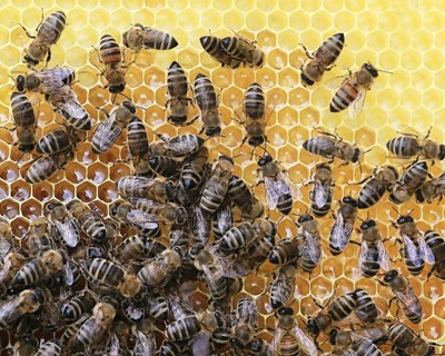 Apicultura 4.0: A inovação tecnológica ao serviço da valorização do mel nacional