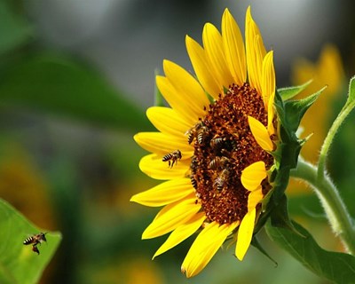 Apicultura: investigadores portugueses desenvolvem enzimas que protegem as abelhas
