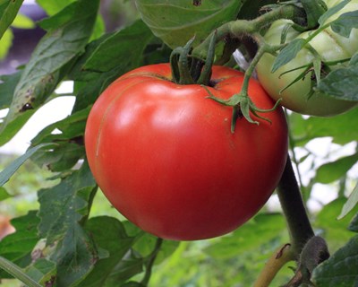 Apoio superfícies Arroz e Tomate de Indústria