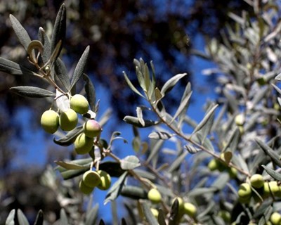 Aprovadas medidas mais restritivas contra bactéria que atinge oliveiras, vinhas e citrinos