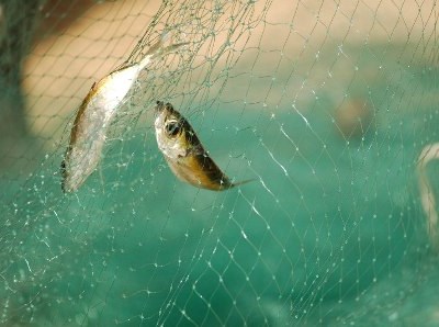 Aquacultura: consórcio português com €1,2 milhões para melhorar qualidade dos peixes