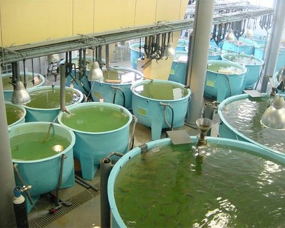 Aquatropolis: o novo consórcio de desenvolvimento sustentável para a aquacultura