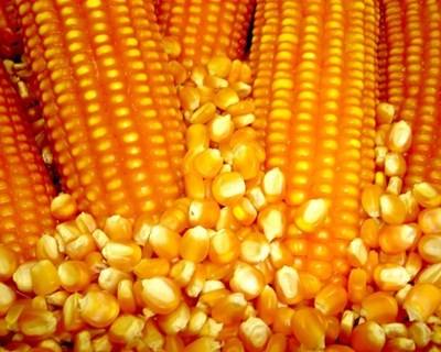 Área de milho geneticamente modificado em Portugal subiu em 2014