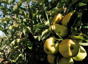 Armamar: produção de maçã com quebra de 35%