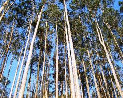 Arouca quer impor limites à reflorestação com eucalipto