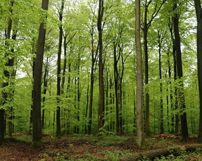 As espécies florestais mais comuns da floresta portuguesa