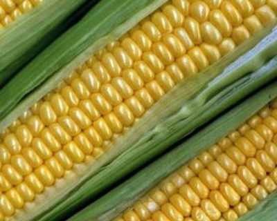 As populações e variedades locais de milho forrageiro num sistema de agricultura sustentável
