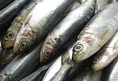 ASAE apreende mais de 27 toneladas de produtos da pesca