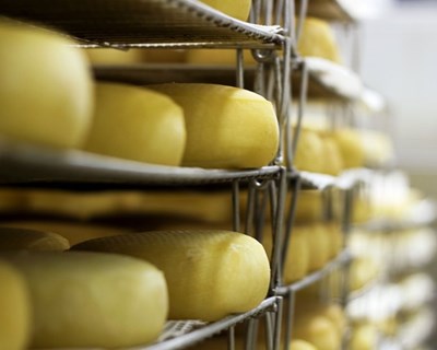 ASAE deteta queijos produzidos com leite de animais contaminados com brucelose