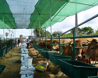 Associação da Covid-19 à criação intensiva de animais desmentida por produtores pecuários da UE