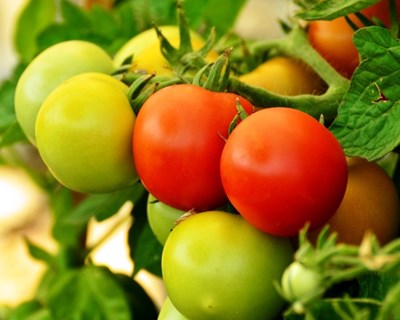 Aumentar a produtividade e qualidade do tomate com os microrganismos do solo