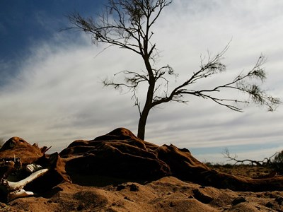 Austrália: El Niño pode provocar redução na produção de trigo