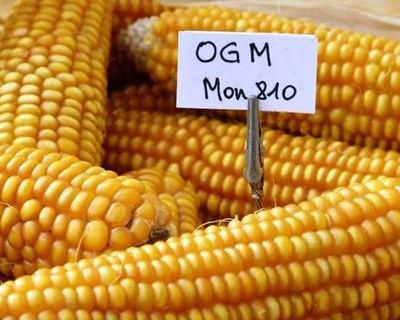 Autorização de cultivo de três milhos geneticamente modificados ainda por definir