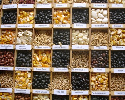 Bancos de sementes quer criar super feijão para resistir à seca em África