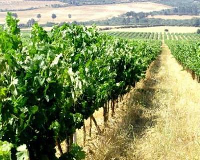 Beira Interior: exportação de vinhos aumentou em 2014