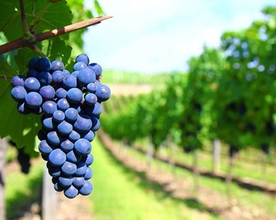 Beira Interior prevê quebra de 15% na produção de vinho