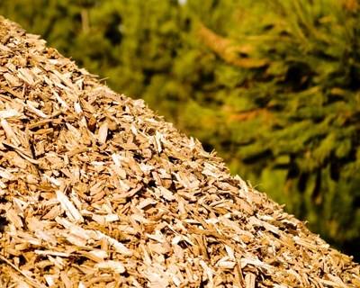 Biomassa: Espanha pode poupar mais de €500 milhões, defende associação