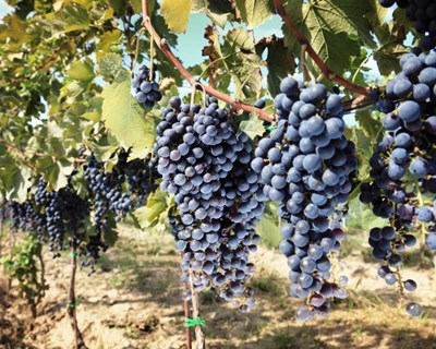 Boa organização do setor explica aumento das exportações de vinho